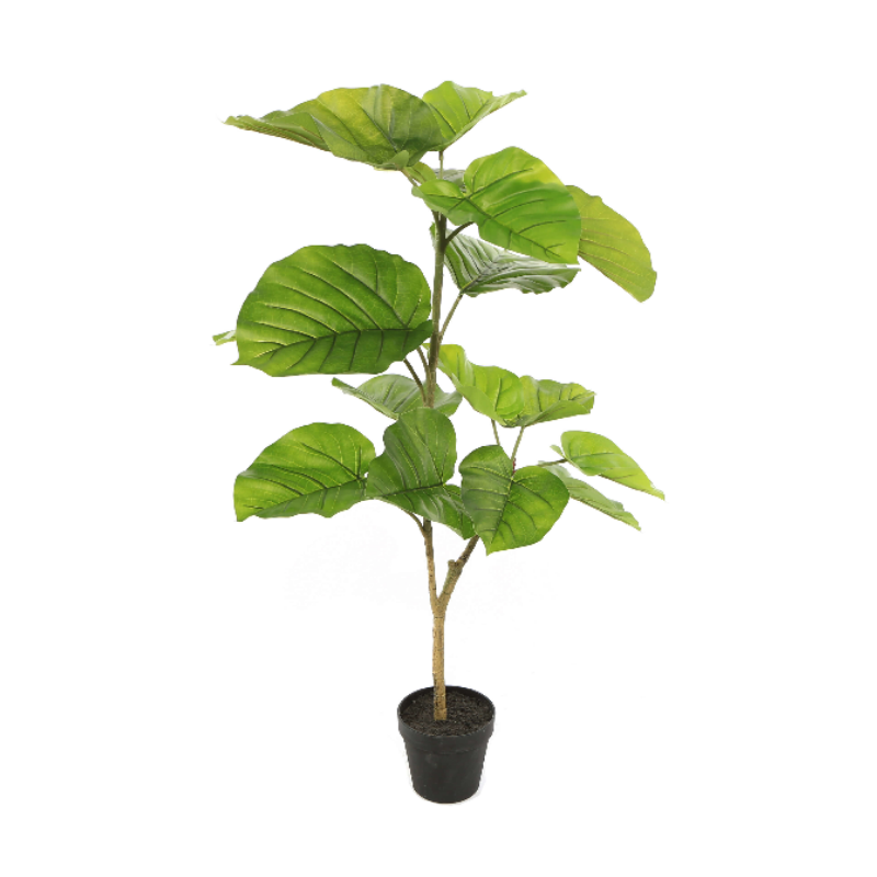 FICUS 90CM