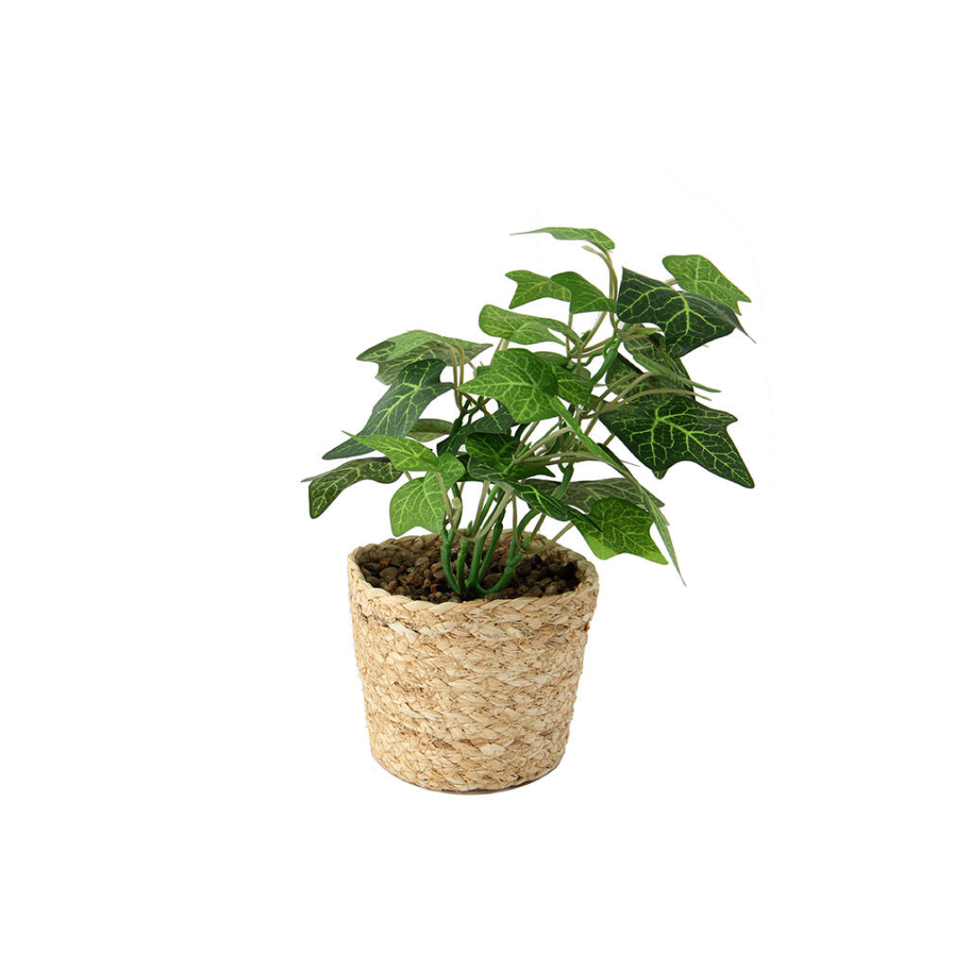 PLANTA EN MACETA 11x11x...