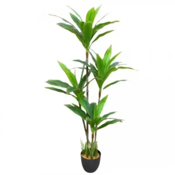 PALMERA 145CM