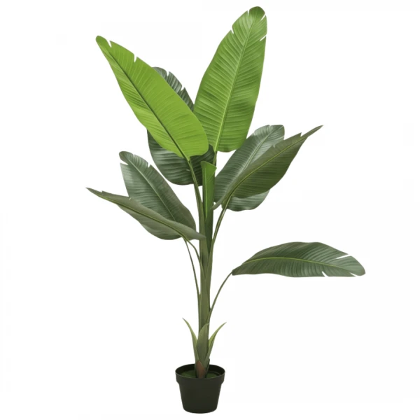 PLANTA BANANO CON MACET...