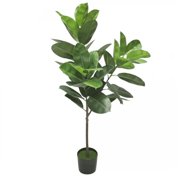 PLANTA GOMERO CON MACET...