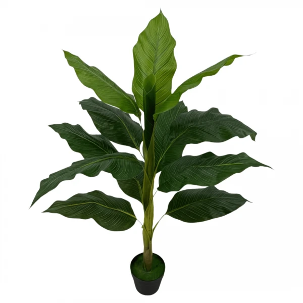 PLANTA ALOCASIA CON MAC...