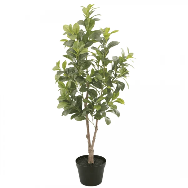 PLANTA ALMENDRO INDIO C...
