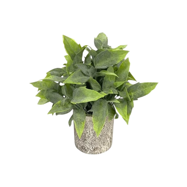 PLANTIN EN MACETA 20CM